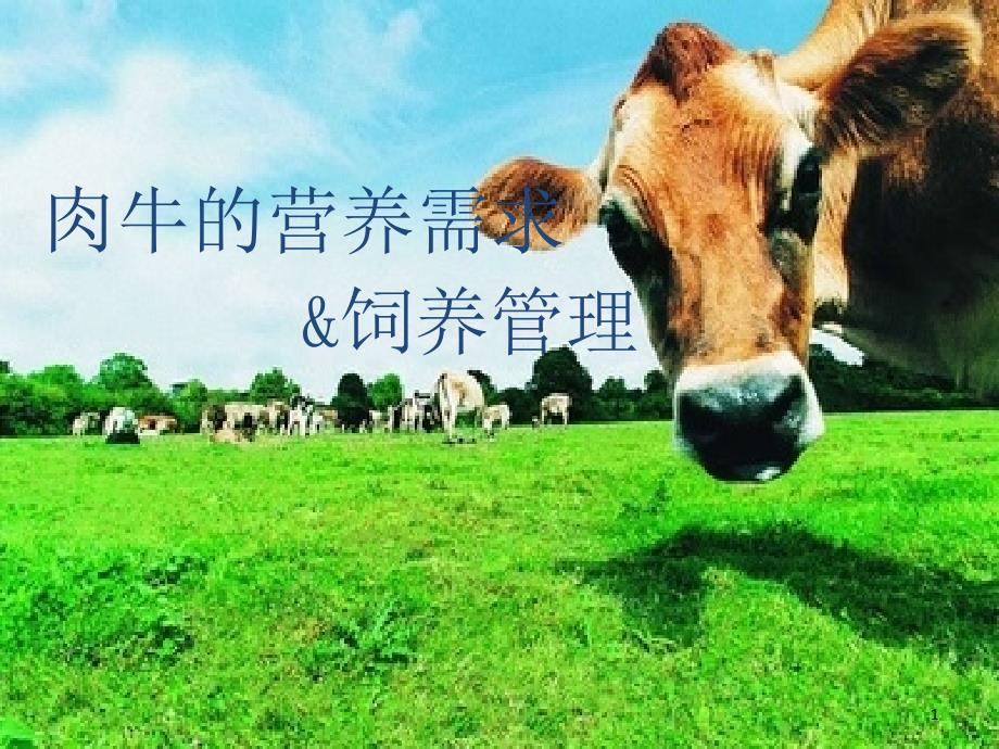 肉牛的营养需求与饲养管理 ppt课件_第1页