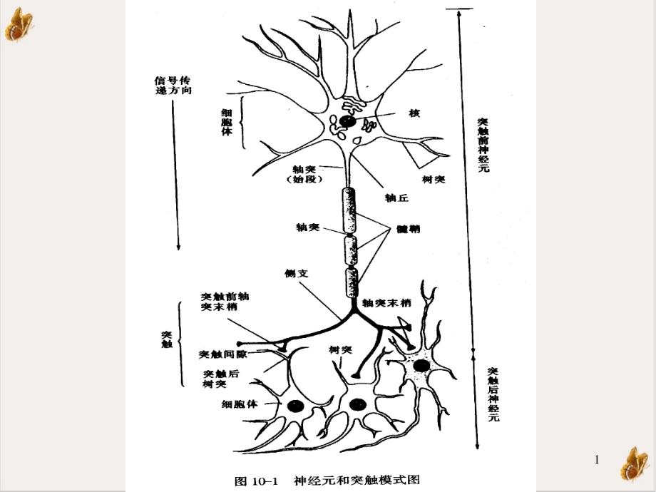 神经系统的功能医学生理学ppt课件_第1页