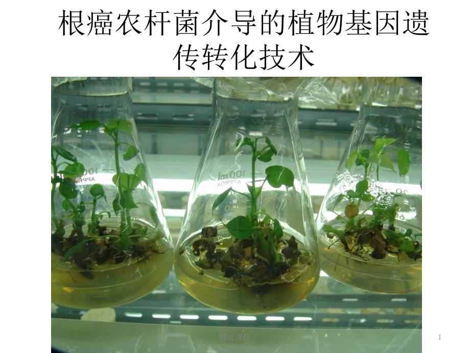 根癌农杆菌介导的植物基因遗传转化技术课件_第1页