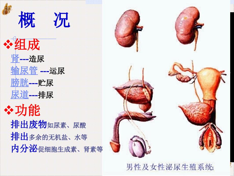 泌尿系统课件_第1页