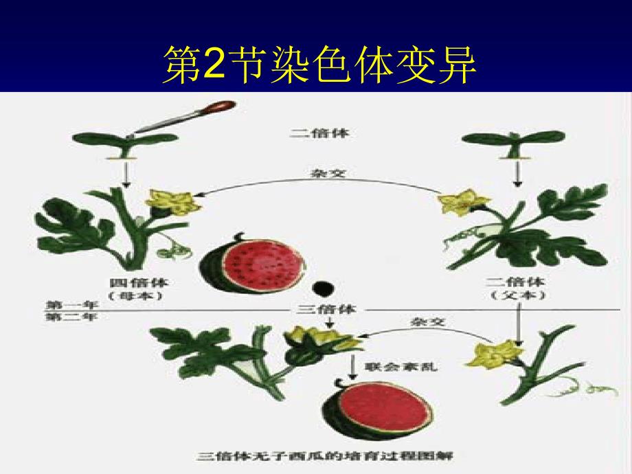 染色体变异解答课件_第1页