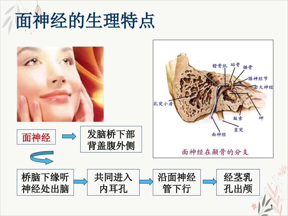 面神经炎中医治疗 ppt课件_第1页