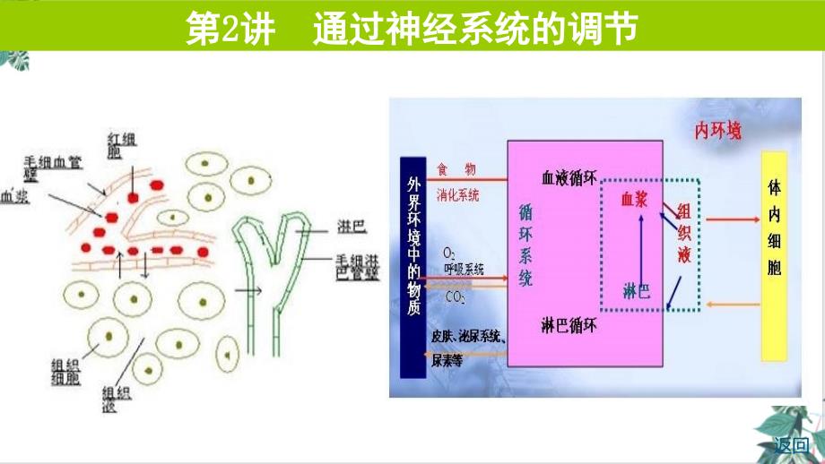 第通过神经系统的调节ppt课件高考生物一轮复习_第1页