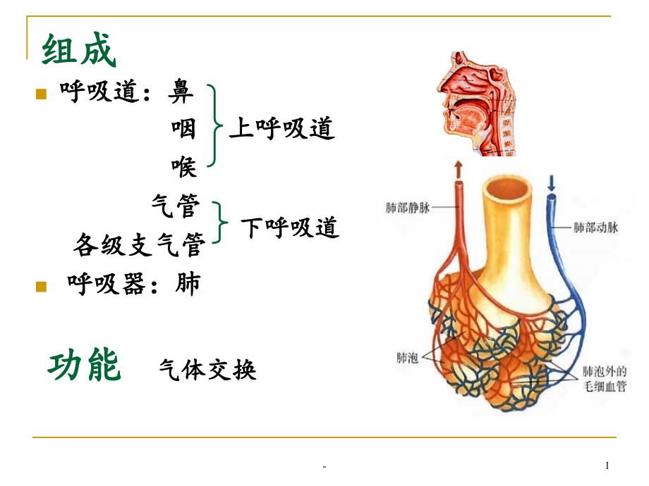 第六讲呼吸系统课件_第1页