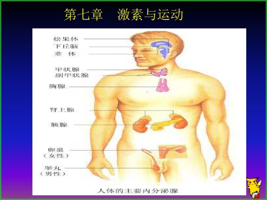 第7章内分泌免疫与运动激素与运动课件_第1页