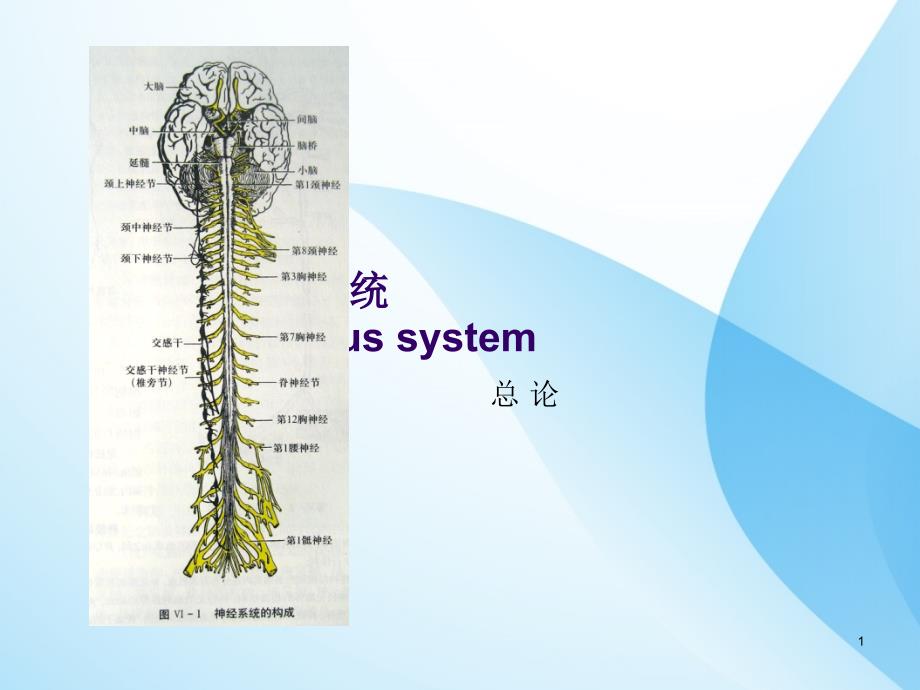 神经系统总论和脊髓课件_第1页