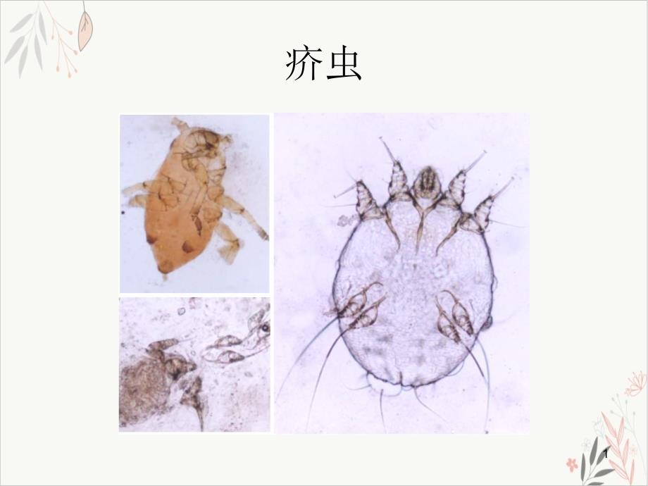 皮肤性病学动物性皮肤病 ppt课件_第1页