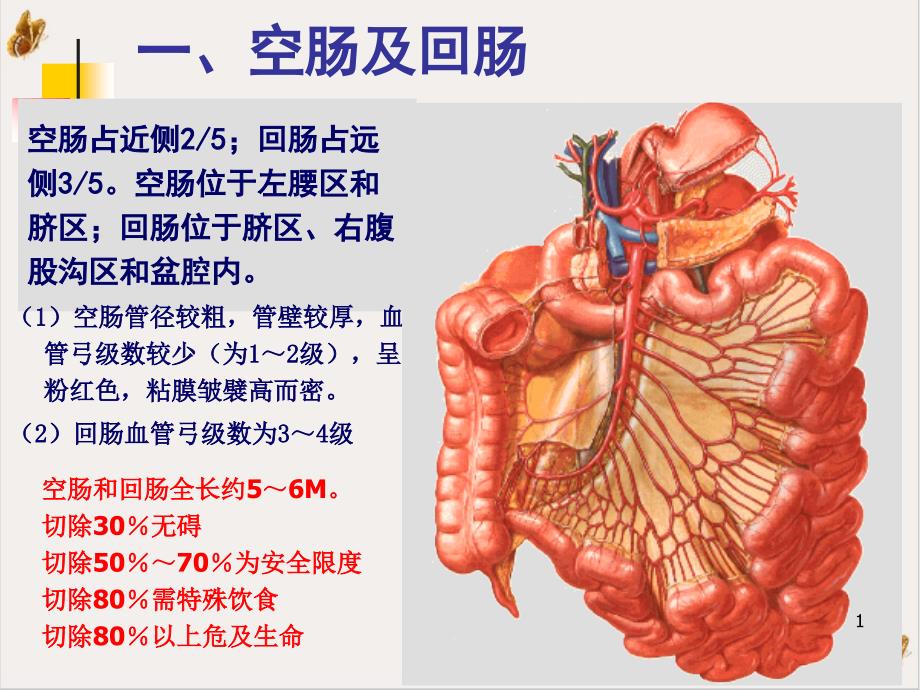 结肠下区腹后隙ppt课件_第1页