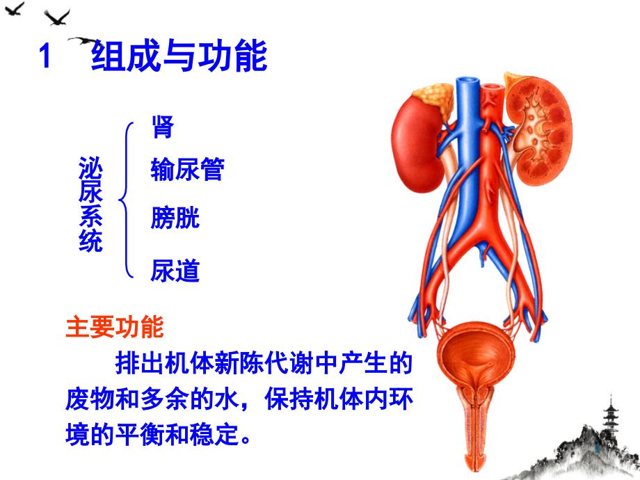 系统解剖学泌尿系统课件_第1页