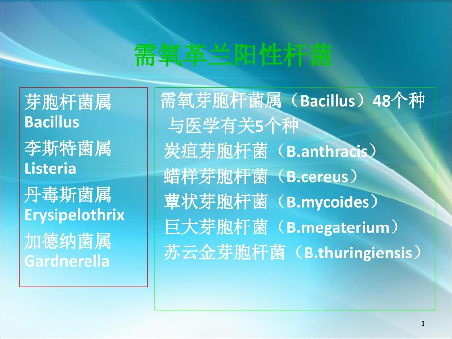 需氧革兰阳性杆菌课件_第1页