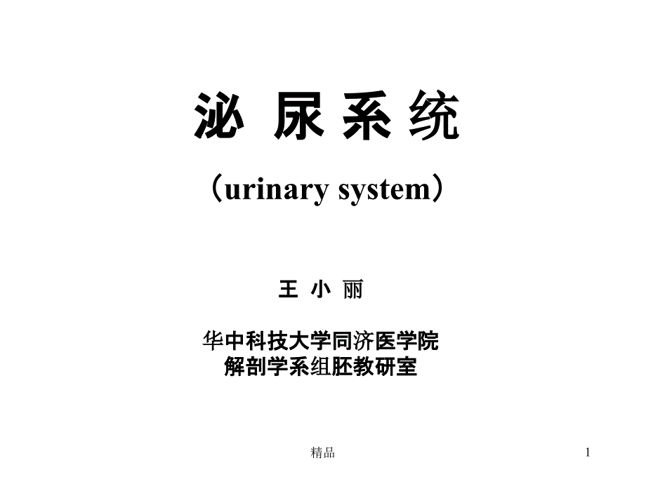 组织学与胚胎学10泌尿系统课件_第1页