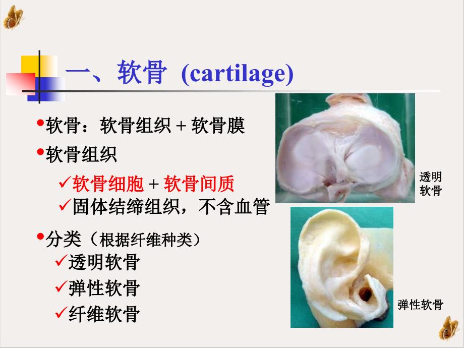 软骨和骨NXPowerLiteppt课件_第1页