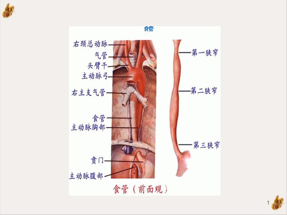 食道癌护理查房ppt课件_第1页