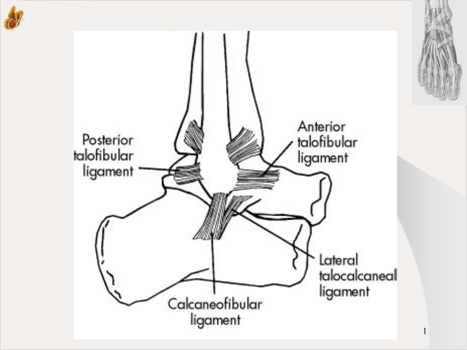 踝关节外侧韧带损伤实用ppt课件_第1页