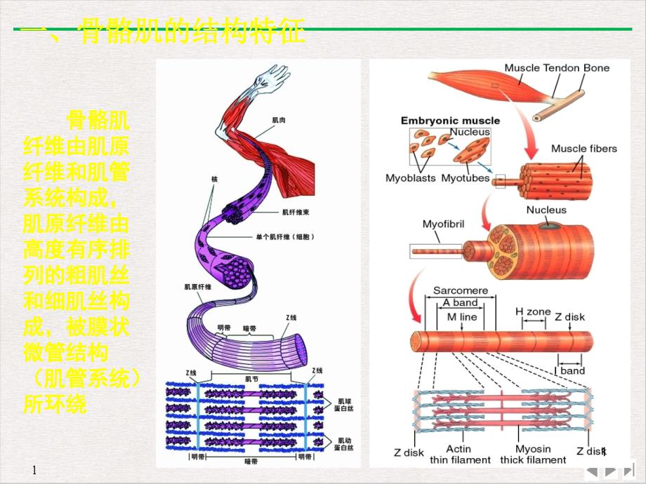 骨骼肌心肌和平滑肌生理ppt课件_第1页