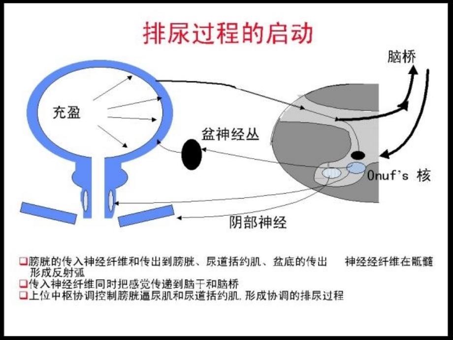 神经源性膀胱指南学习课件_第1页