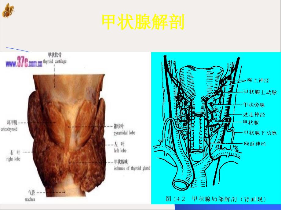 颈部疾病病人护理课件_第1页