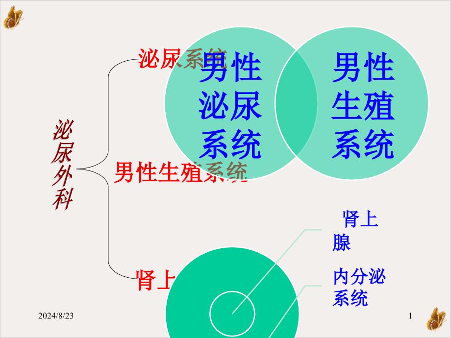 泌尿外科解剖学课件_第1页