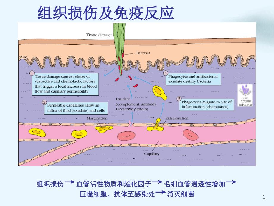 神经免疫调节课件_第1页