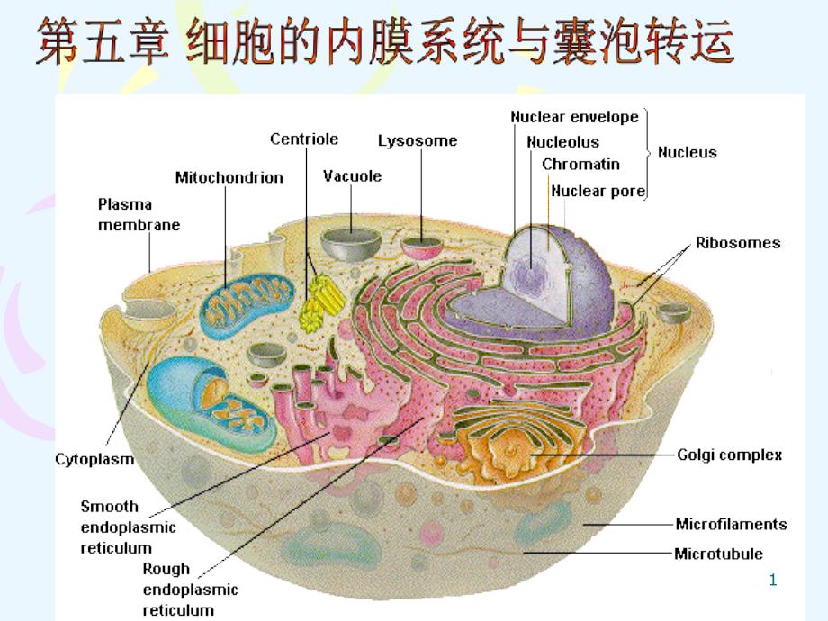 细胞的内膜系统与囊泡转运课件_第1页