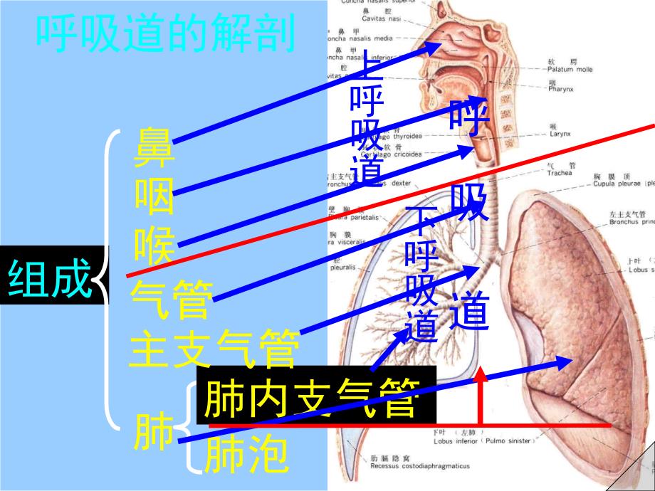 气管切开术的护理剖析课件_第1页