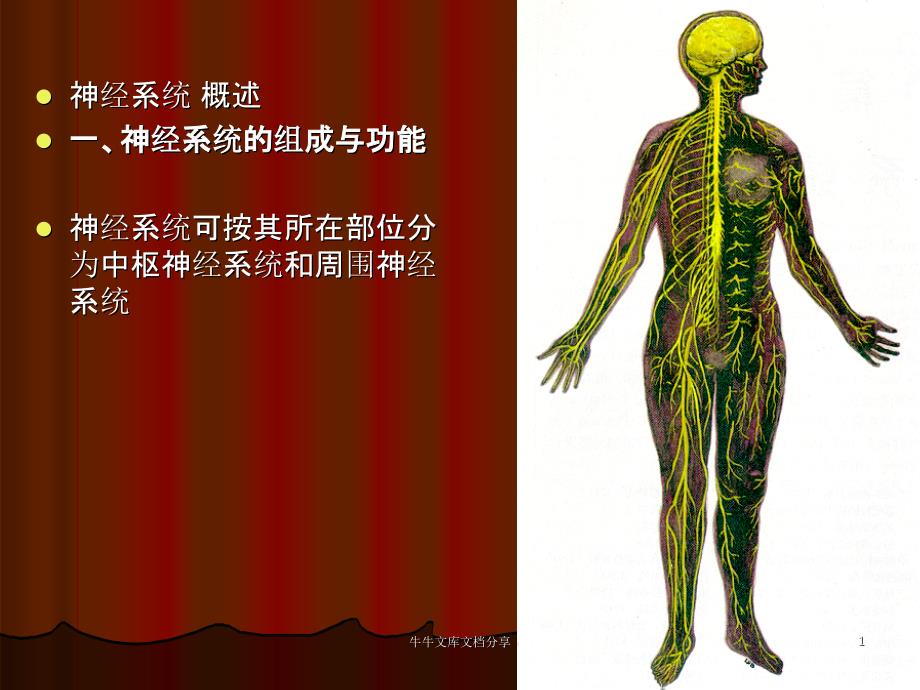 神经系统总论和脊髓课件_第1页