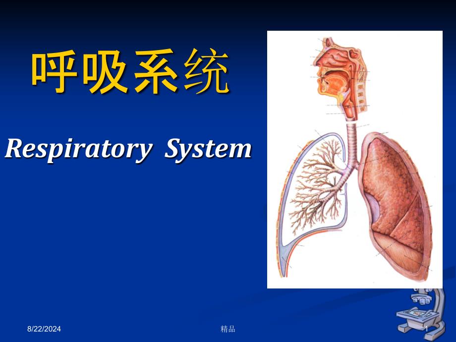 组织学与胚胎学呼吸系统课件_第1页