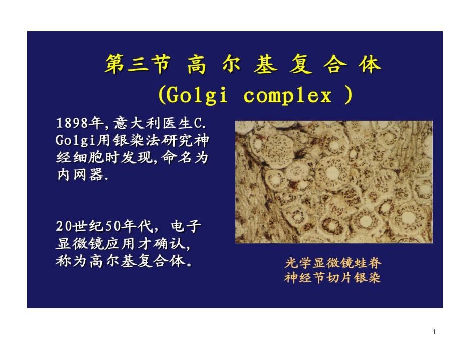 细胞生物学内膜系统结构与功能课件_第1页