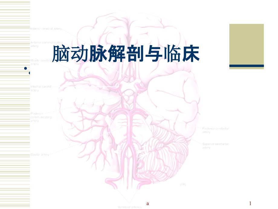 脑动脉解剖与临床课件_第1页