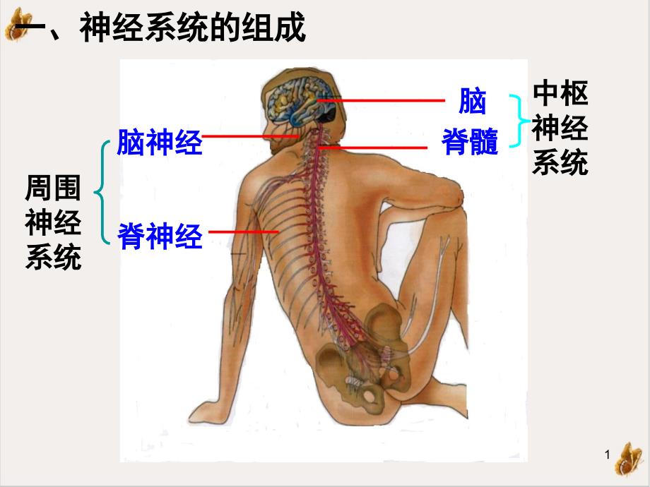 神经中枢与中枢神经系统的区别ppt课件_第1页