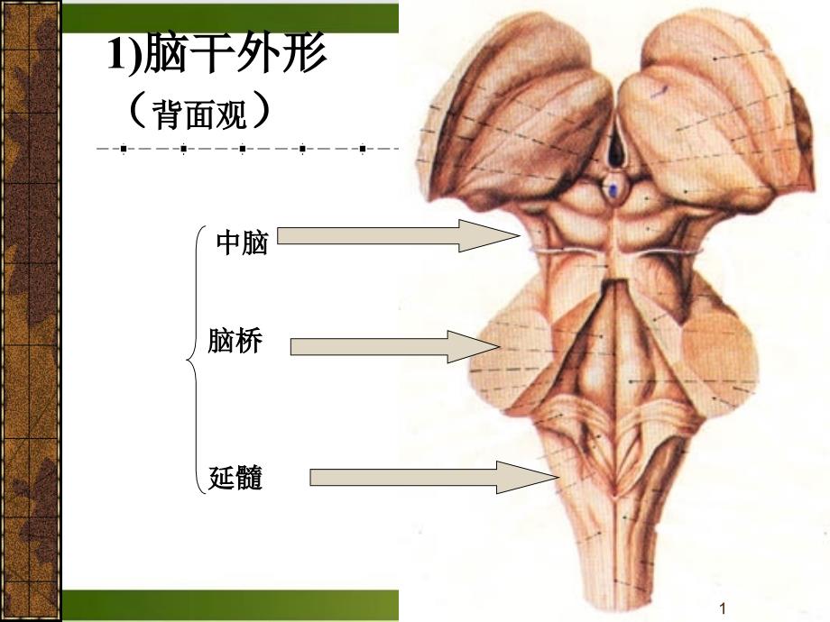 神经系统—脑干课件_第1页