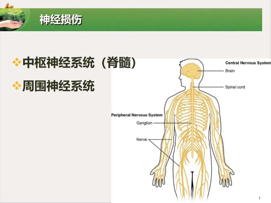 神经生长因子在骨科神经修复再生中的应用及启示课件_第1页