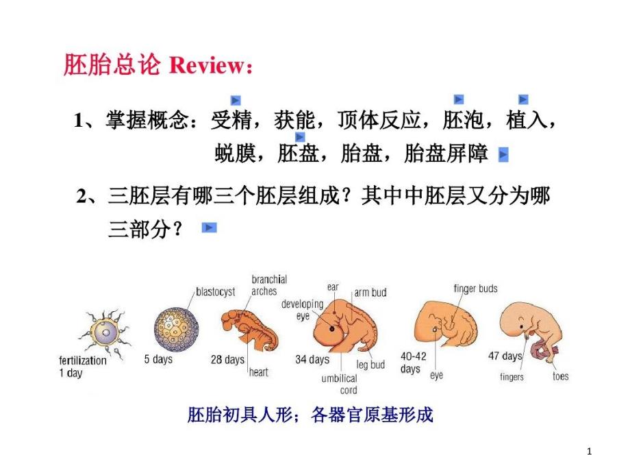 组织胚胎学消化和呼吸系统发生课件_第1页