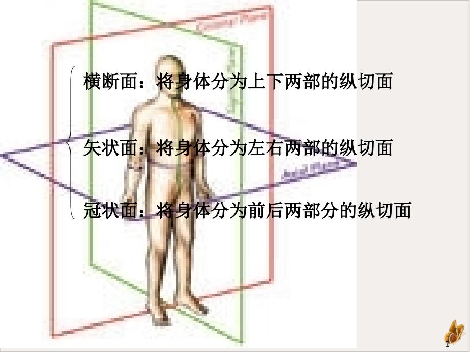 颅脑断面解剖 ppt课件_第1页