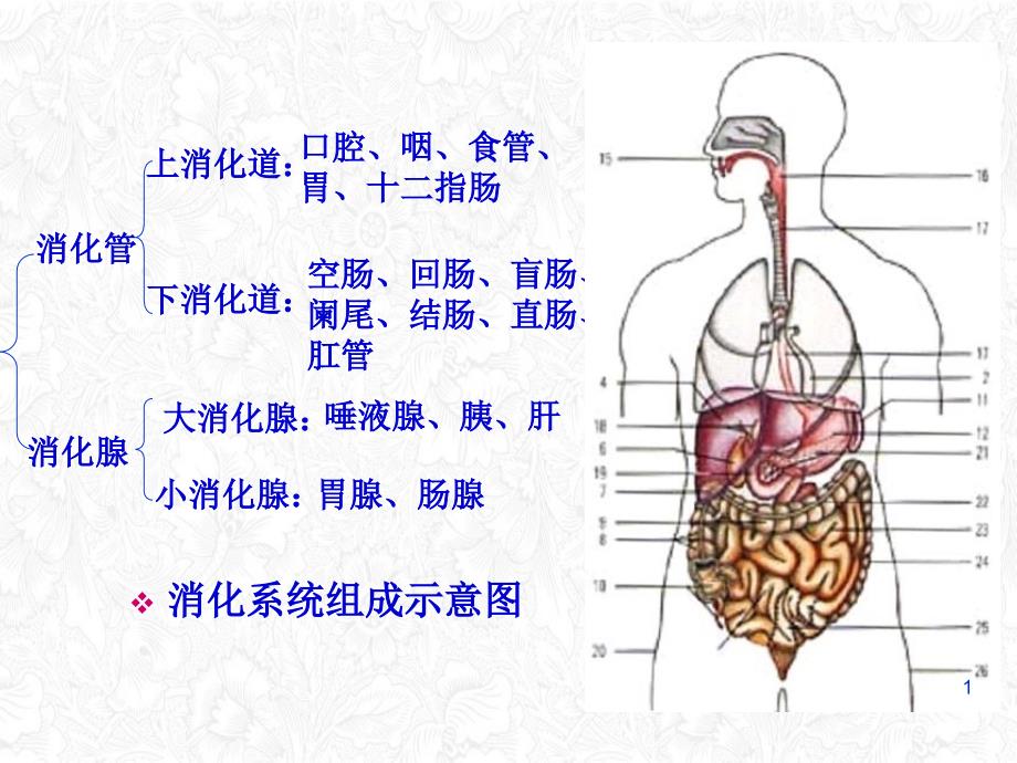 消化系统疾病护理症状护理ppt课件_第1页