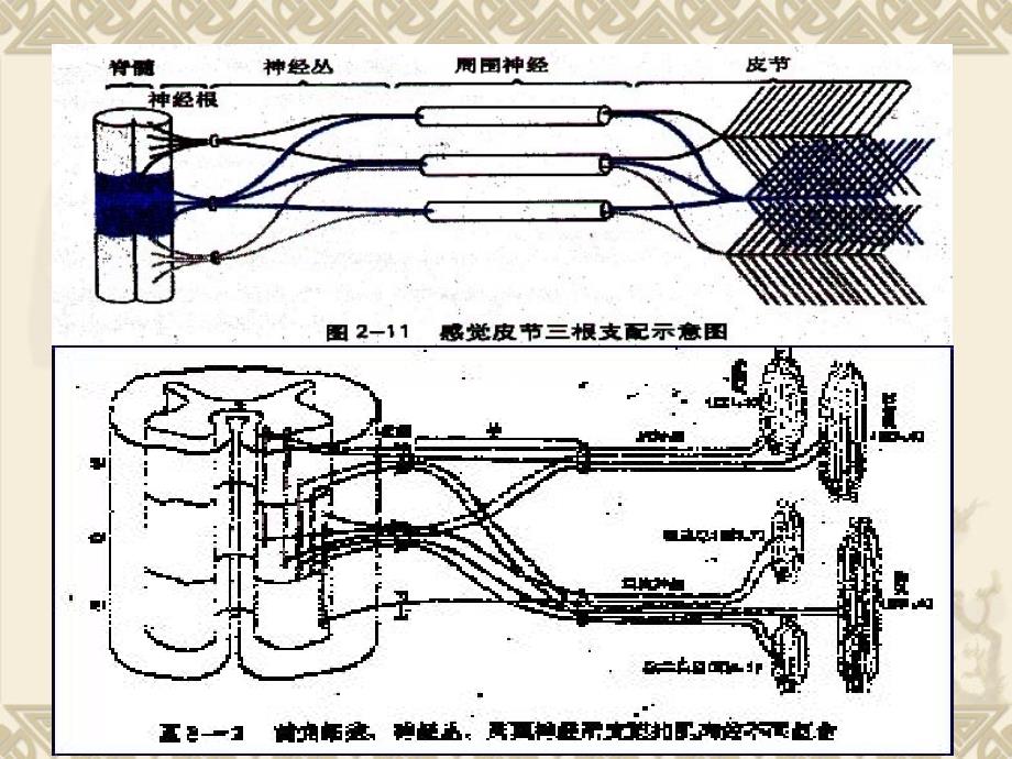 神经系统损害的定位诊断 ppt课件_第1页