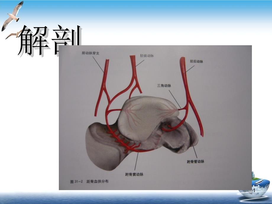 距骨坏死诊断及治疗骨科讲课课件_第1页