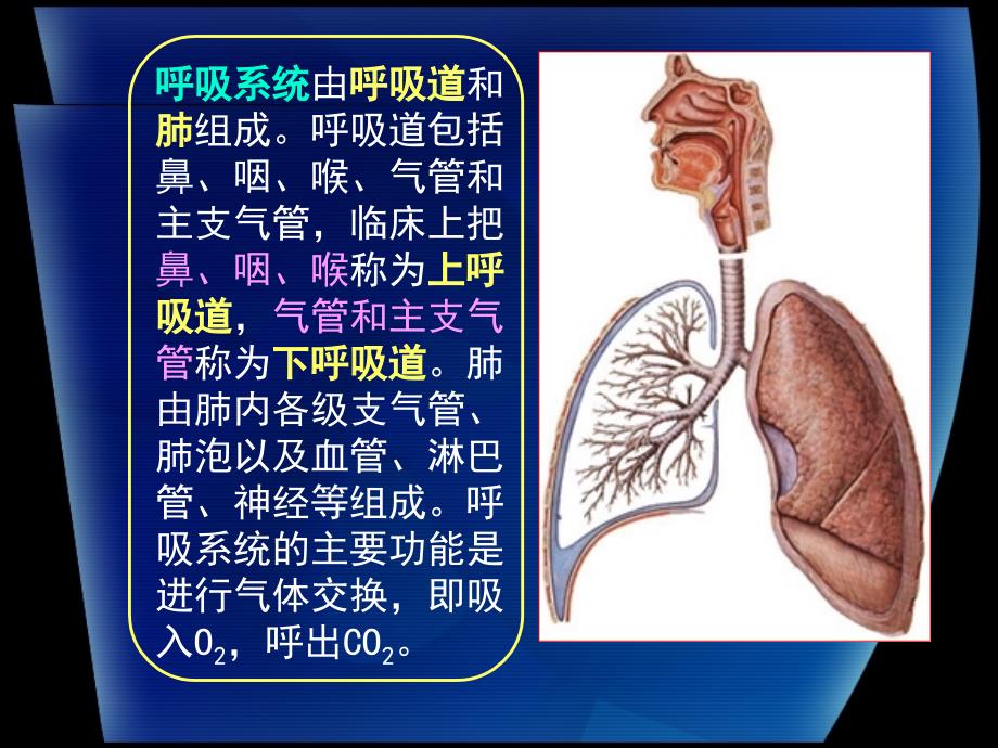 终末细支气管ppt课件_第1页