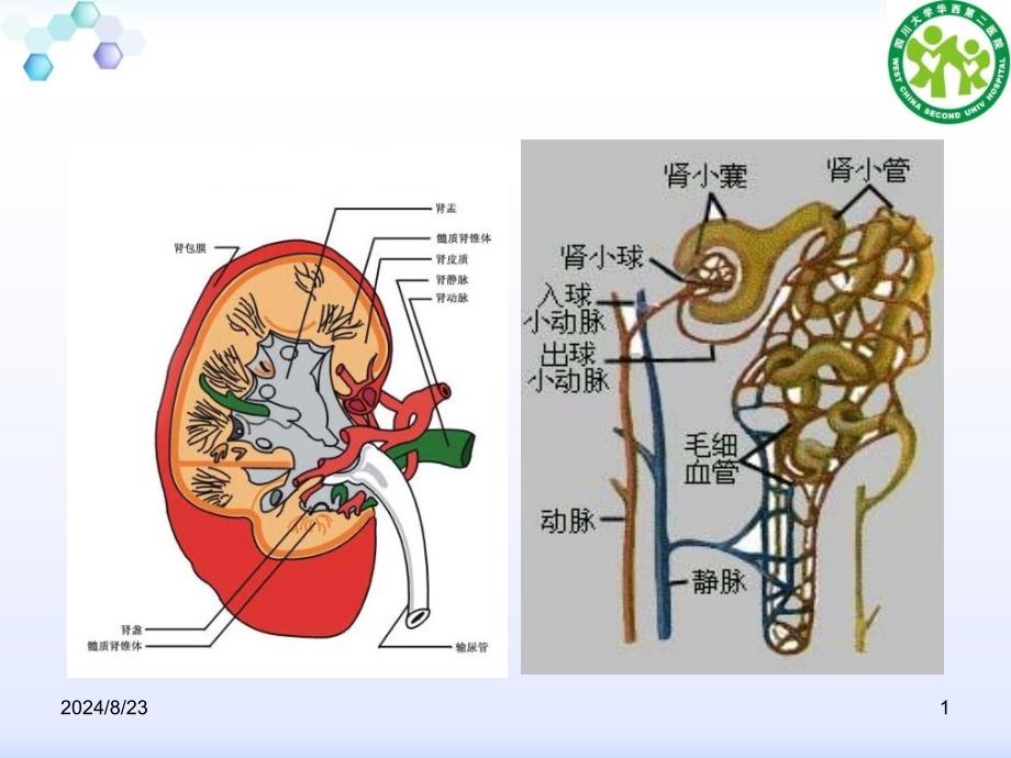 肾炎与肾病综合征 ppt课件_第1页