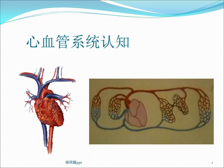 畜禽解剖学心血管系统课件_第1页