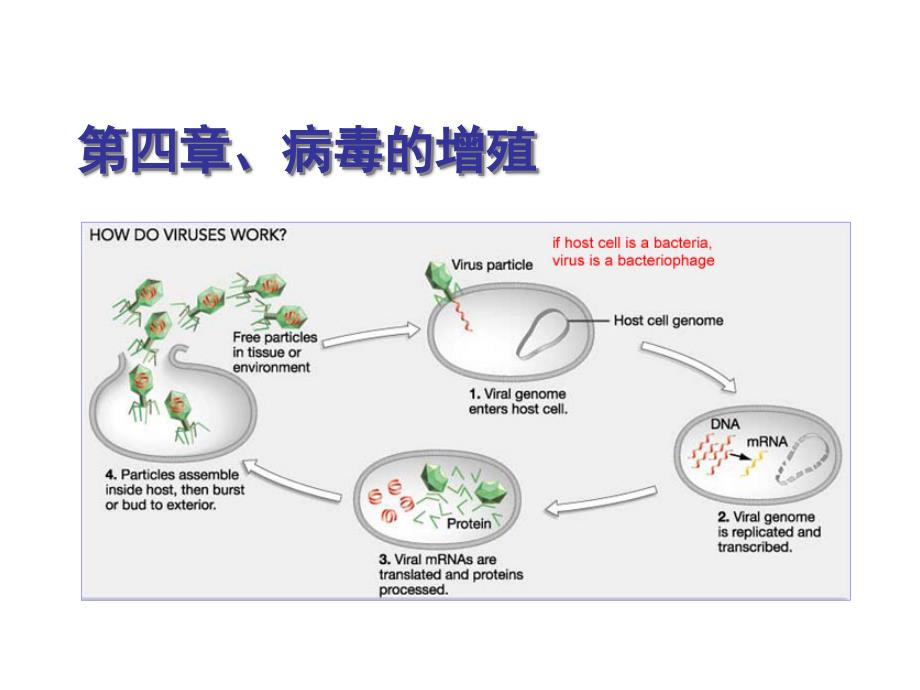 第四章 病毒的增殖课件_第1页