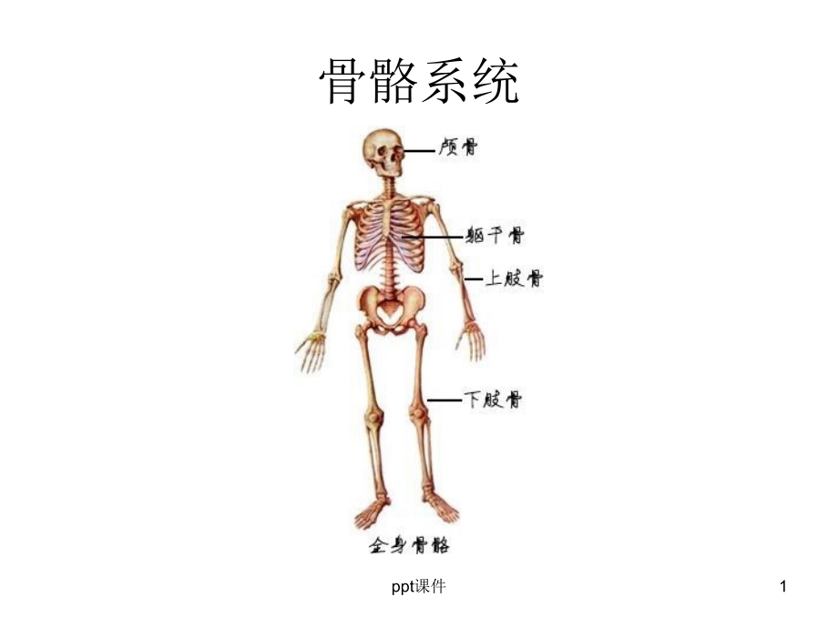 人体解剖学图谱---课件_第1页