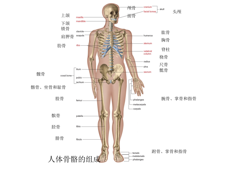 人体骨骼系统(-X张)课件_第1页