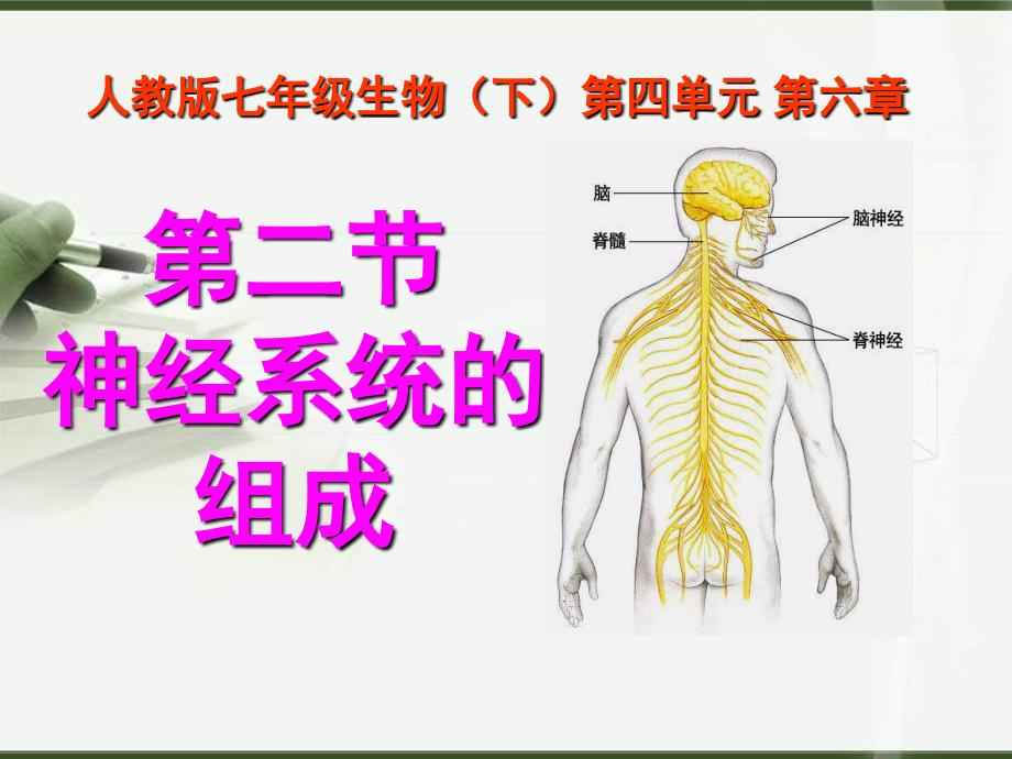 人教版生物七年级下册第四单元第六章人体生命活动的调节第2节神经系统的组成6课件_第1页