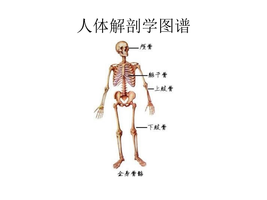 人体解剖学图谱-课件_第1页