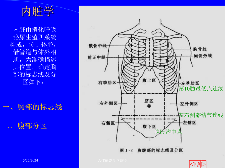 人体解剖学内脏学课件_第1页