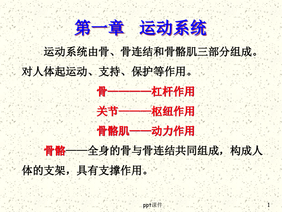 运动系统-骨学--课件_第1页