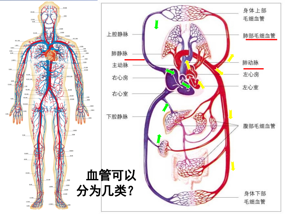 北师大版-血液循环ppt课件_第1页