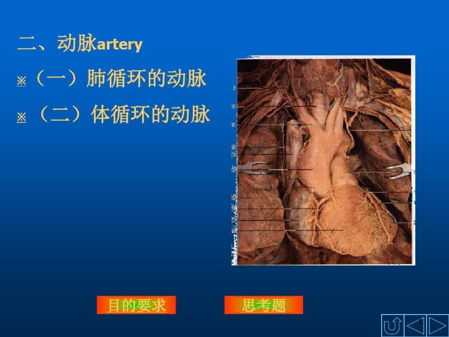 人体解剖学原理之动脉结构课件_第1页