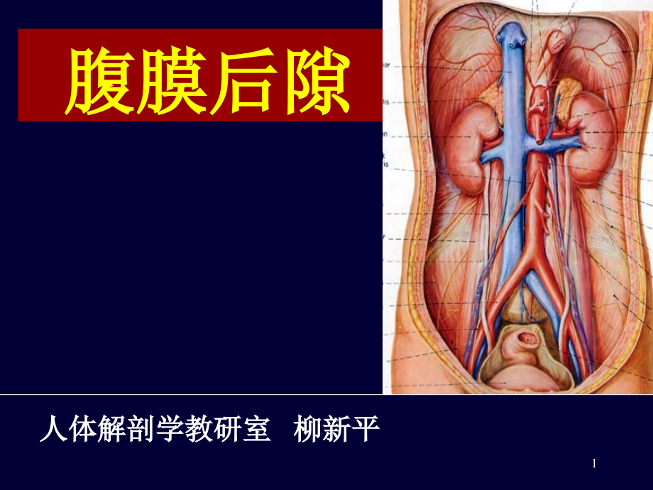 (局部解剖学)14腹膜后隙课件_第1页